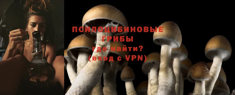 Галлюциногенные грибы Psilocybine cubensis  Углегорск 